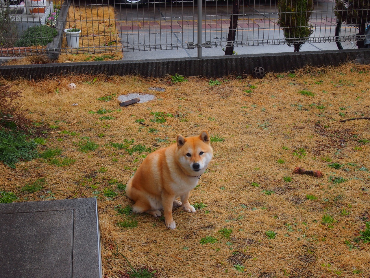 _菜园运动会：乡村振兴中的健康娱乐_，乡村振兴小菜园