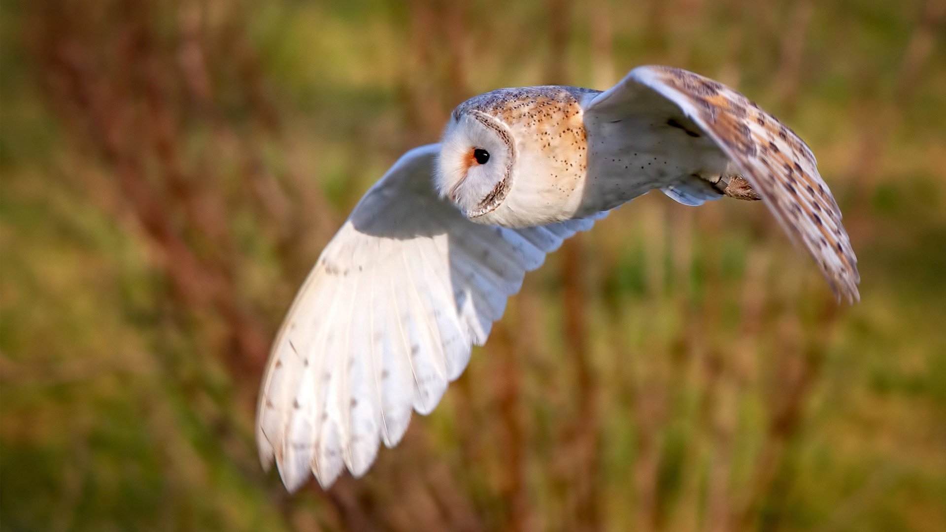 中国青少年篮球国际交流项目常态化,推动文化融合与合作,中国青少年篮球训练指导手册